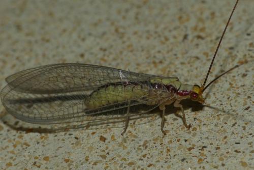 Réf. 237 430 : Italochrysa italica
